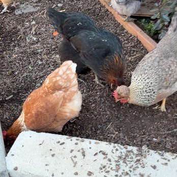 Elite Home Tutoring - Chickens, we are studying more about them - Test Preparation Near Me - Cupertino, California Elite Home Tutoring - Chickens, we are studying more about them - Test Preparation Near Me - Cupertino, California