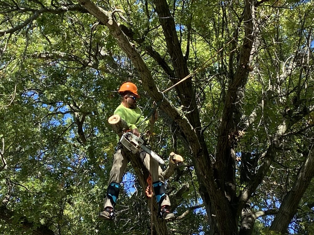 Premium Tree Service - tree service in St. Louis, MO