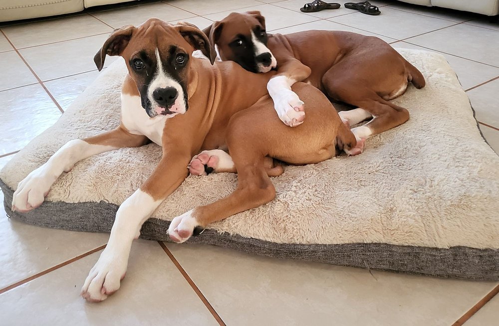 Breeder's Pick Puppies Image