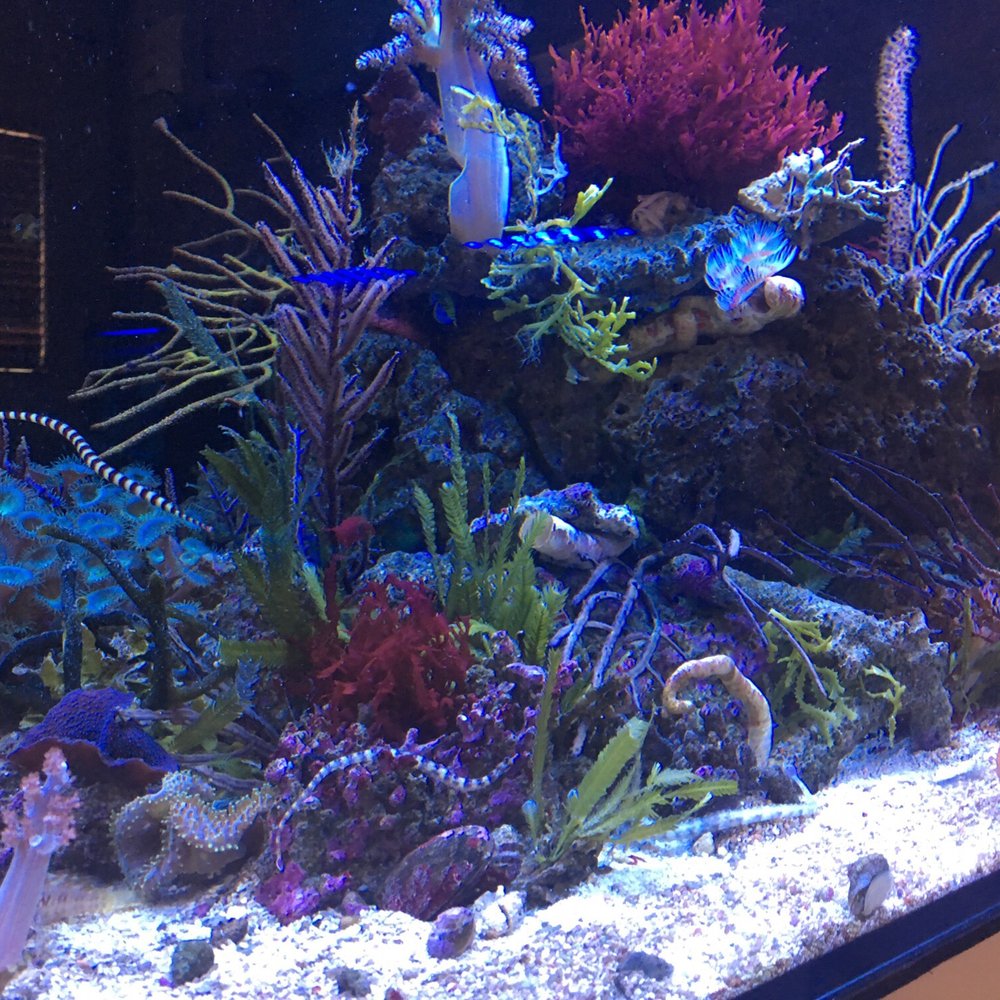 Reef On - Pretty macro algae tank - Aquarium Services Near Me - Midvale, Utah Reef On - Pretty macro algae tank - Aquarium Services Near Me - Midvale, Utah