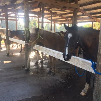 Bar-B-Ranch - Look at these cute ponies - Horseback Riding Near Me - Davie, Florida Bar-B-Ranch - Look at these cute ponies - Horseback Riding Near Me - Davie, Florida