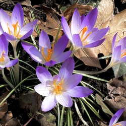 Suburban Landscape Supply - Spring is Here!!  We're open when you're ready for fresh landscape supplies, mulch, garden soil, and more!