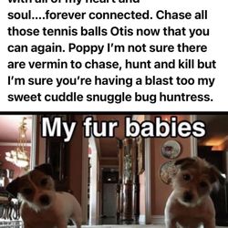 Mitten Animal Hospital - My fur babies
