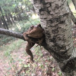 Voorhees High School N Huntrdn Rgnl Hgh Schl Dstri - Frog in a tree