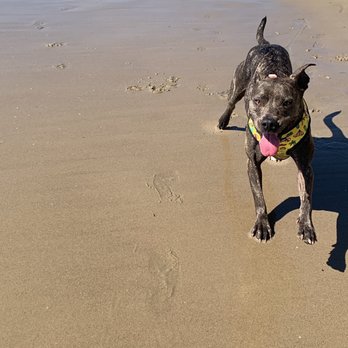 Arroyo Burro Beach - Happy dog - Beaches Near Me - Santa Barbara, California