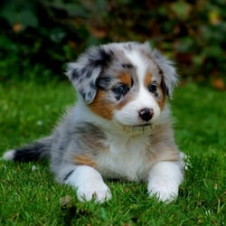 Hundeschule Gowin