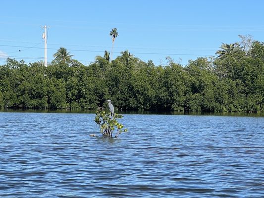 Lazy Dog Adventures by null