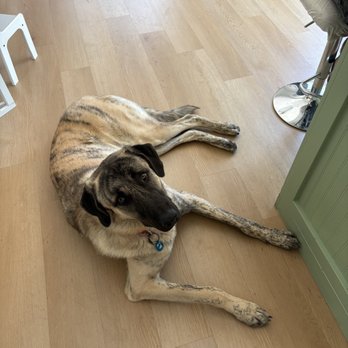 Gentle Genes Pet Care - Pet Sitting Near Me