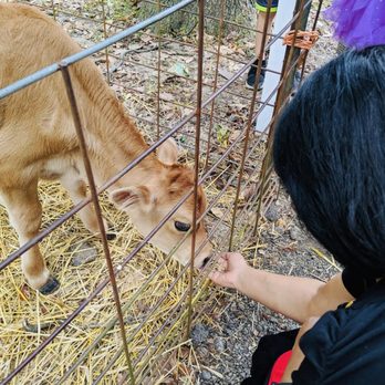 Freeman's Farm - At the petting zoo- feeding calf - Farms Near Me - Galena, Ohio