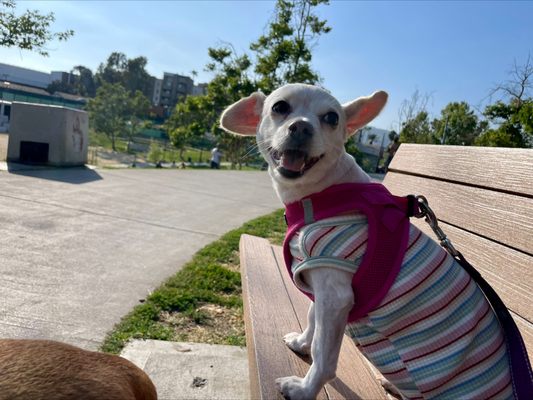 Pan Pacific Park by null