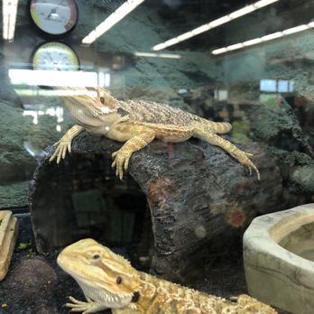 Petco - Pet Stores Near Me - Allen, Texas Petco - Pet Stores Near Me - Allen, Texas