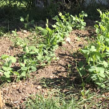 Sunrise Neighborhood Youth Program - A garden with peas, beans, tomatoes and lavender. - Child Care & Day Care Near Me - Austin, Texas Sunrise Neighborhood Youth Program - A garden with peas, beans, tomatoes and lavender. - Child Care & Day Care Near Me - Austin, Texas