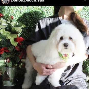 Pono's Pooch Spa - My doggie Daisy - Pet Groomers Near Me - Hawthorne, California
