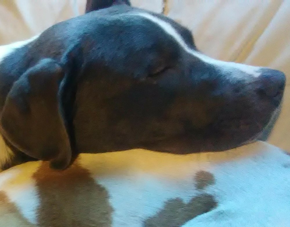 LOVELUKA Request an Appointment Augusta, Pet Groomers