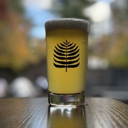 Wild Fern Brewing - Proper glassware