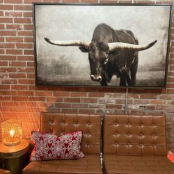 Bull photograph