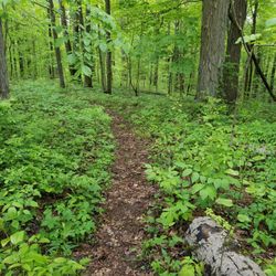 Laura Hare Preserve at Blossom Hollow - Going right at the split, the trail becomes narrower as it heads downhill