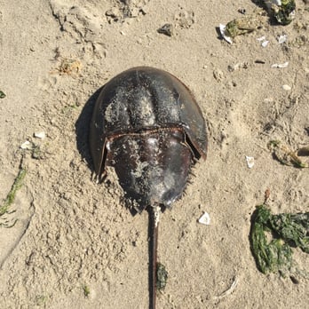 Sandy Hook Beach - horseshoe crab... one out of a lot lying around at the beach. Difficult to not run into one with your bare feet - Beaches Near Me - Highlands, New Jersey