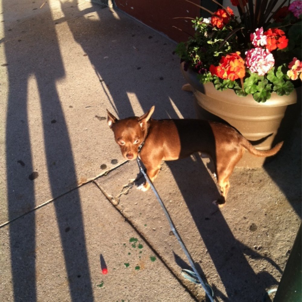 Yo quiero tacos. Dog was out front Yo quiero tacos. Dog was out front