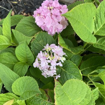 Moon Valley Nurseries - Hydrangea - Landscaping Near Me - Torrance, California