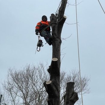 Tactical Tree Operations - Tree Services Near Me