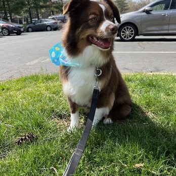 Paws and Spa Grooming - Groom - Pet Groomers Near Me - Centreville, Virginia