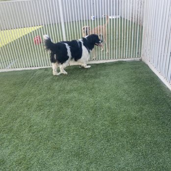 Luxe Pet Hotels - Playing with his friend on the other side of the fence. - Pet Boarding Near Me - Las Vegas, Nevada