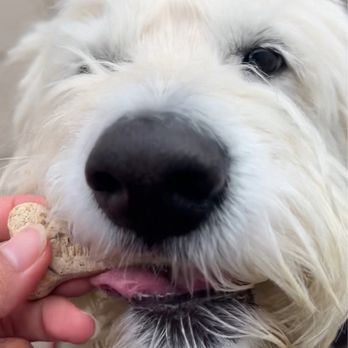 District Cafe - Cookie for pups - Coffee & Tea Near Me - Kensington, Maryland