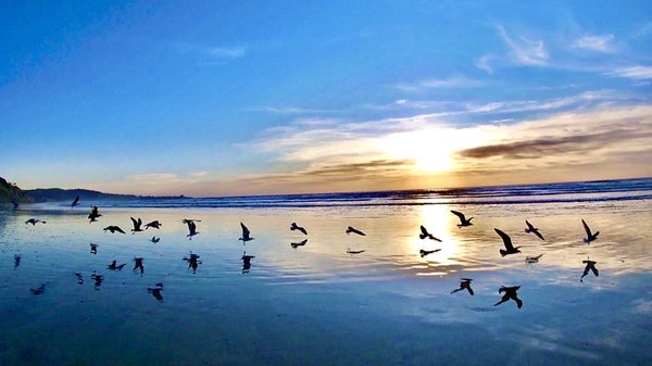 Black's Beach by null