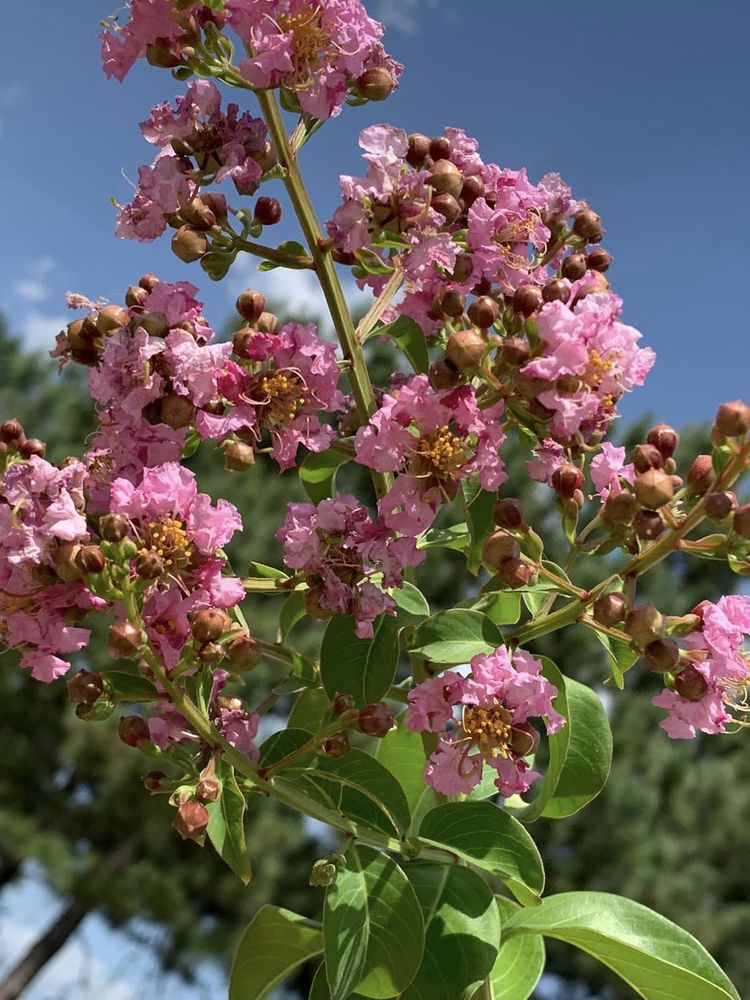 MONTGOMERY PINES NURSERY Updated October 2024 36 Photos 12585