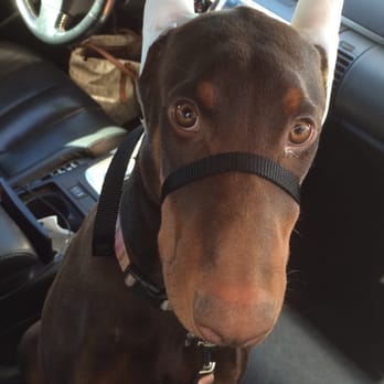Jamul Veterinary Hospital - posted ears 8 weeks after operation - Veterinarians Near Me - Jamul, California