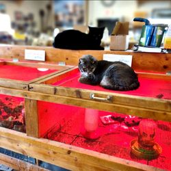 Benson Feed & Supply Store - Store kitties keeping watch over baby chicks