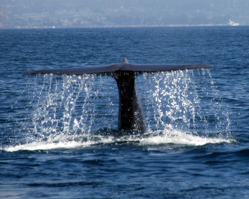 Dana Wharf Sportfishing & Whale Watching Dana Point by null