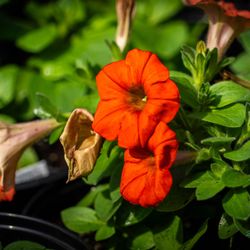 Wilson Nurseries