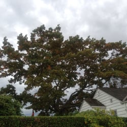 Atlas Tree Care