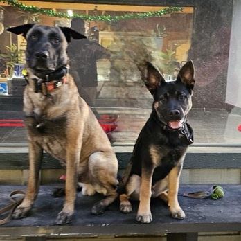 Kinected K9 - Pet Training Near Me Kinected K9 - Pet Training Near Me