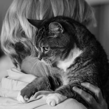 Allison Baerin Photography - Pet Photography Near Me Allison Baerin Photography - Pet Photography Near Me