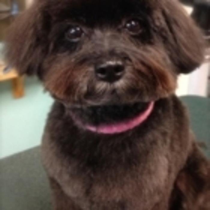 PAWPALS Updated April 2024 10 Photos 276 Manitoba Street