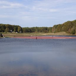 Cranberry harvest along the trail
