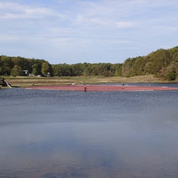 Cape Cod Rail Trail - Cranberry harvest along the trail - Parks Near Me