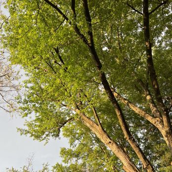 Tall Tree Service - After photos. My maple tree is no longer weighted down with too many old and large branches. All the dead wood is gone. - Tree Services Near Me Tall Tree Service - After photos. My maple tree is no longer weighted down with too many old and large branches. All the dead wood is gone. - Tree Services Near Me