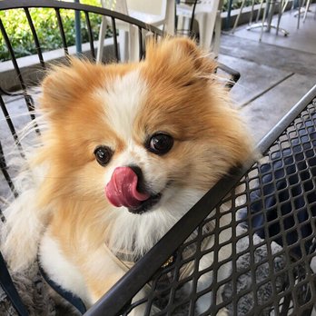 Halal Gyro Express - Dog-friendly seating outside. - Halal Near Me - San Jose, California Halal Gyro Express - Dog-friendly seating outside. - Halal Near Me - San Jose, California