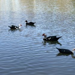 Katy City Park