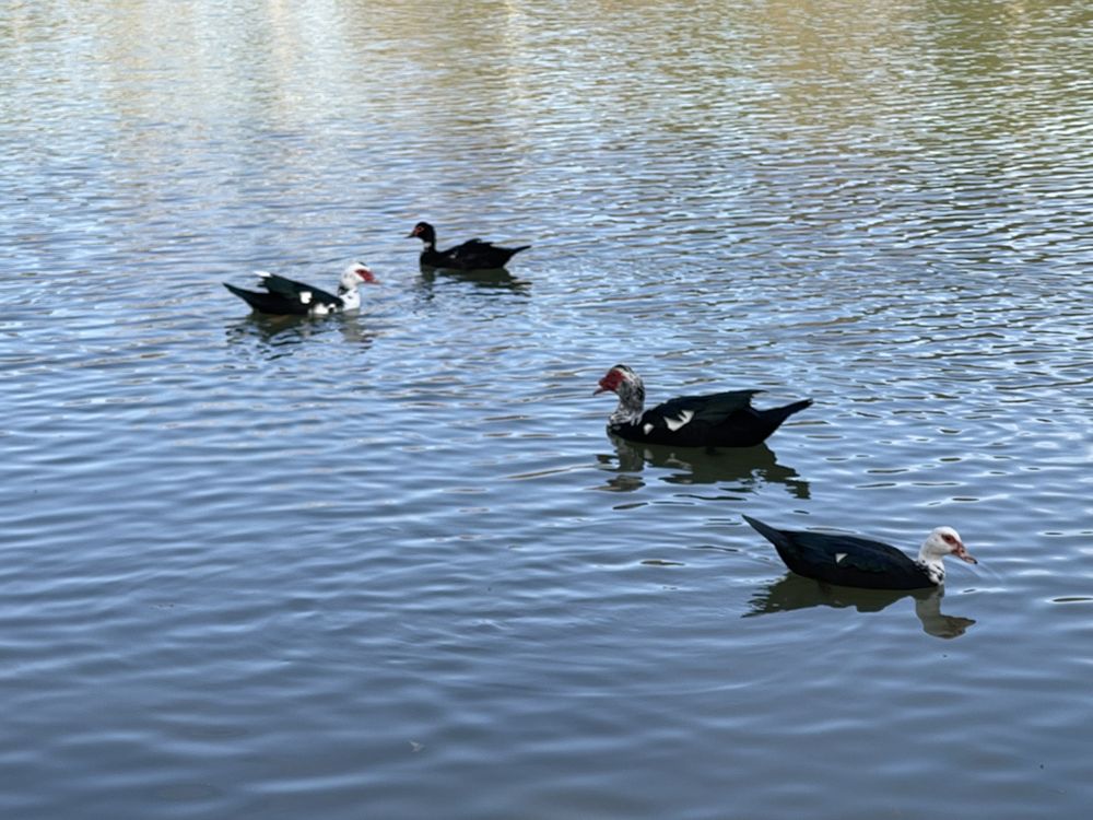 Katy City Park Image