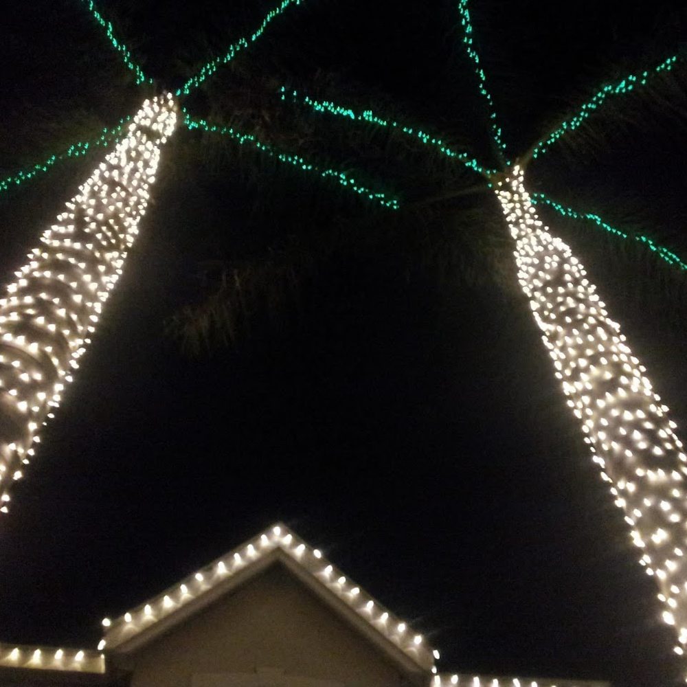 Sarasota Jungle Gardens Christmas Lights Fasci Garden