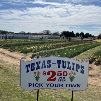 Texas-Tulips - Nurseries & Gardening Near Me - Pilot Point, Texas