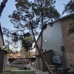 Diamond Tree Nexus - These are at the fountain apartmet complex, clean them up deadwood at them, got them off.The roofs
