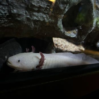 Jenkinson's Aquarium - Axolotl - Aquariums Near Me - Point Pleasant Beach, New Jersey Jenkinson's Aquarium - Axolotl - Aquariums Near Me - Point Pleasant Beach, New Jersey