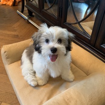 American Kennels - Rocket smiling - Pet Stores Near Me - New York, New York American Kennels - Rocket smiling - Pet Stores Near Me - New York, New York