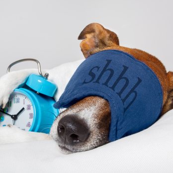 Westside Pet Sitters - Overnight Care. - Pet Sitting Near Me Westside Pet Sitters - Overnight Care. - Pet Sitting Near Me